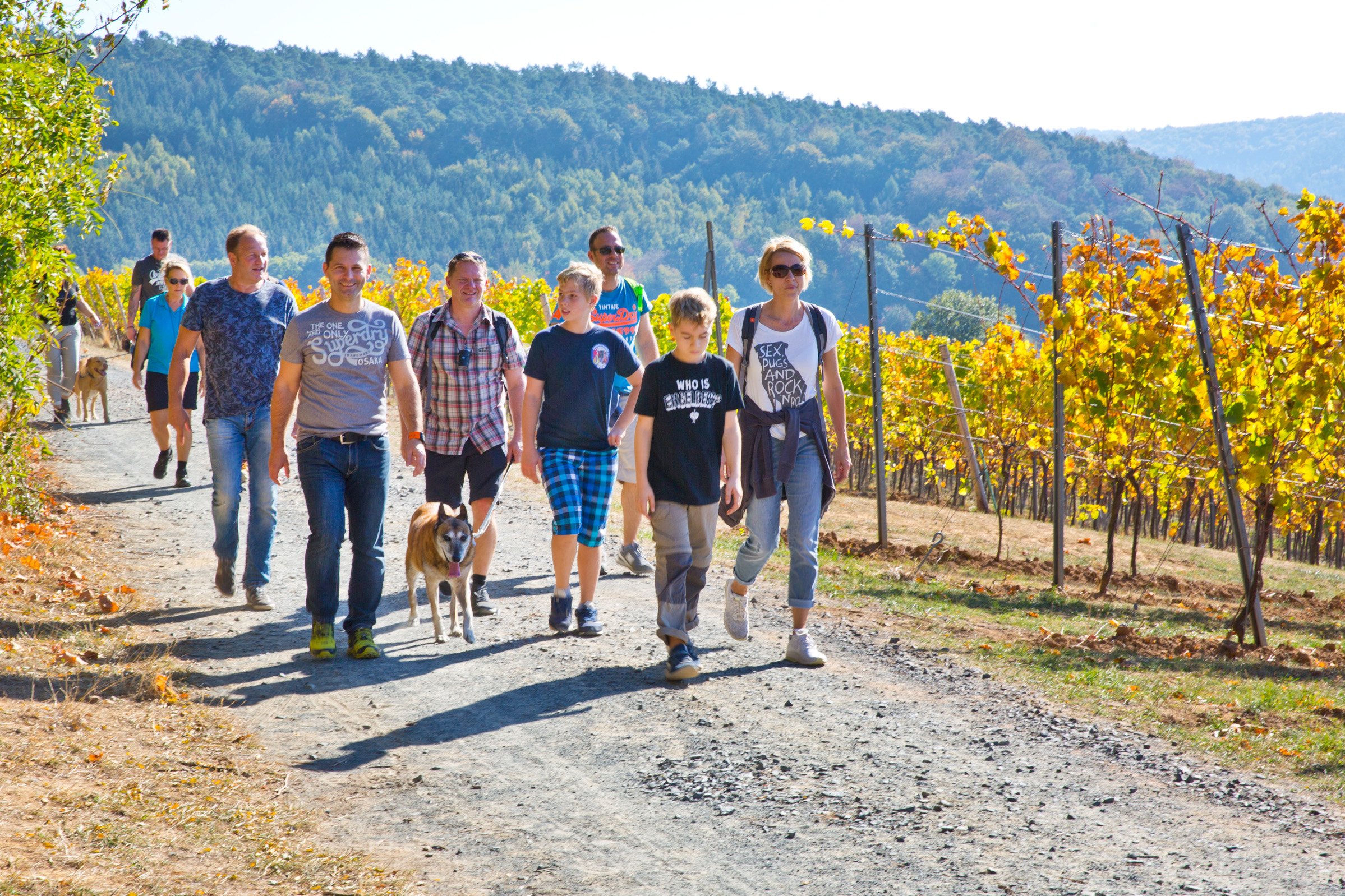 Zahlreiche Gruppen, aber auch Einzelwanderer sind bei der ersten Heubacher Weinlagenwanderung unterwegs. (Foto: Ulrike Bernauer)