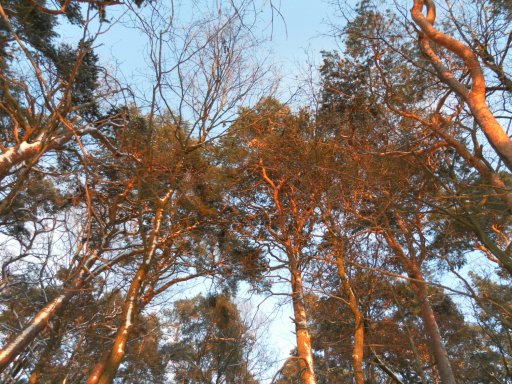 Natur